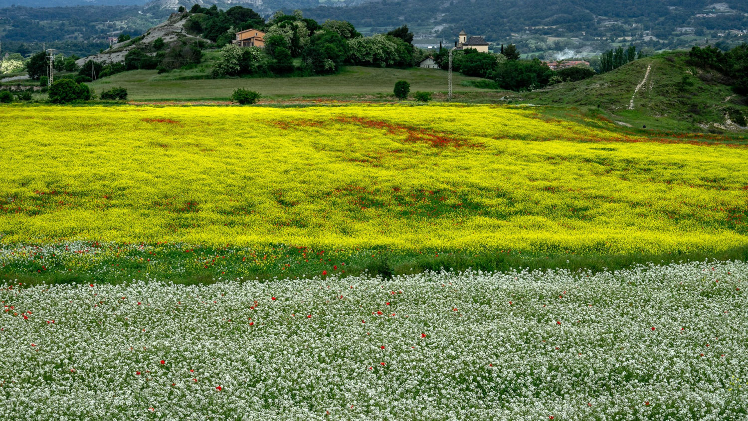 Flores y cultivos en las afueras de Torelló.