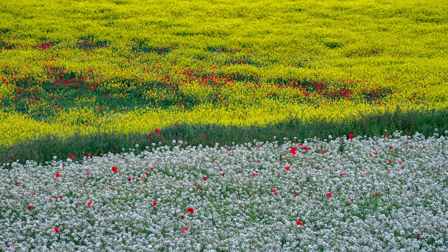Flores y cultivos, armonioso contraste.