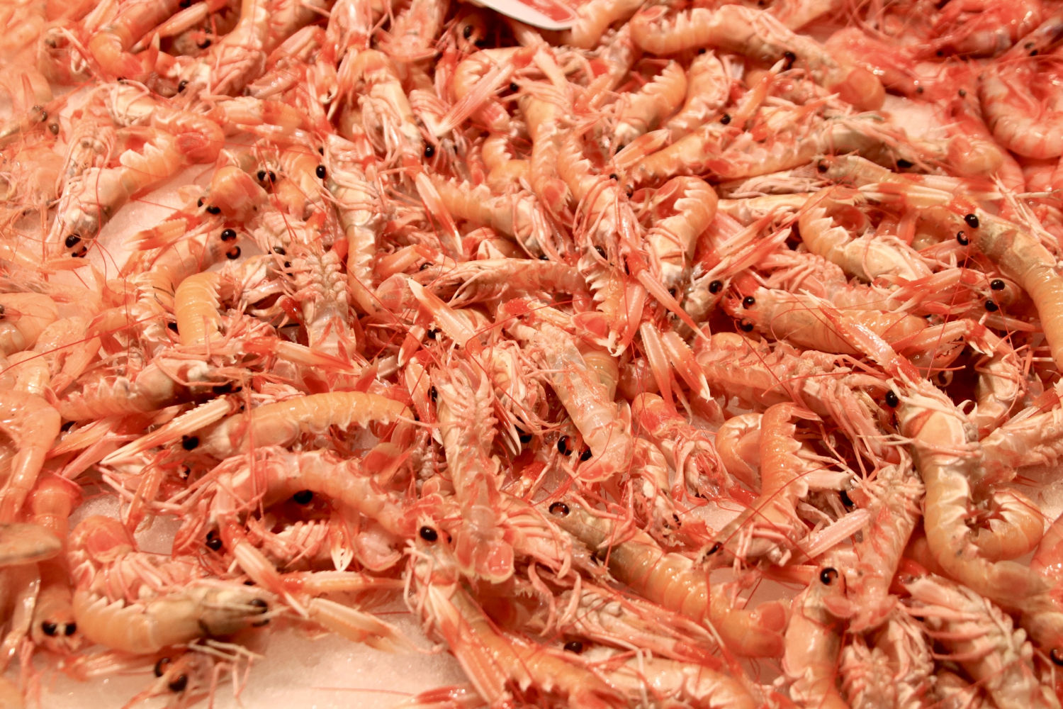 Gambas de la Costa Brava.