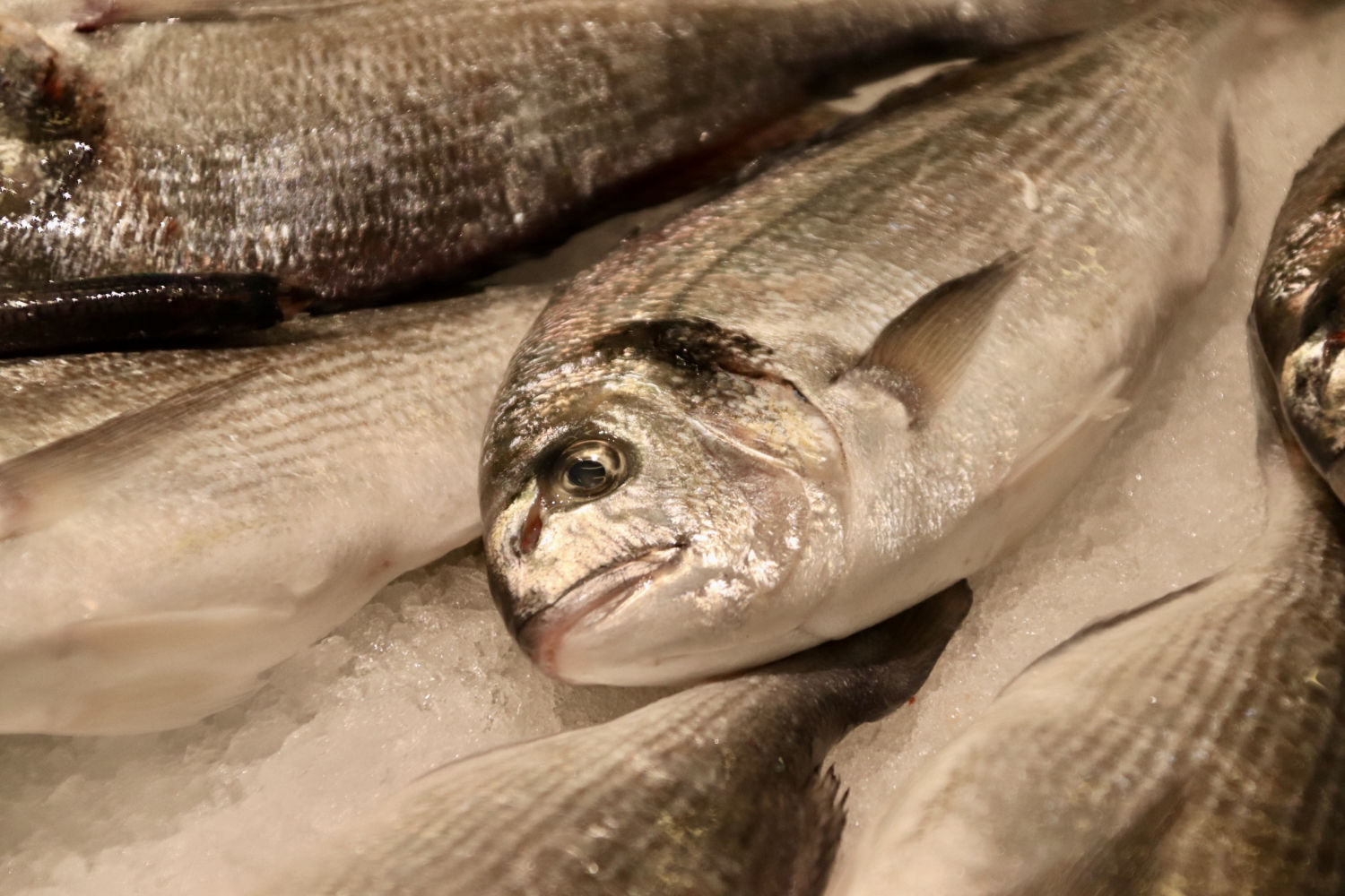 Pescado en exposición.