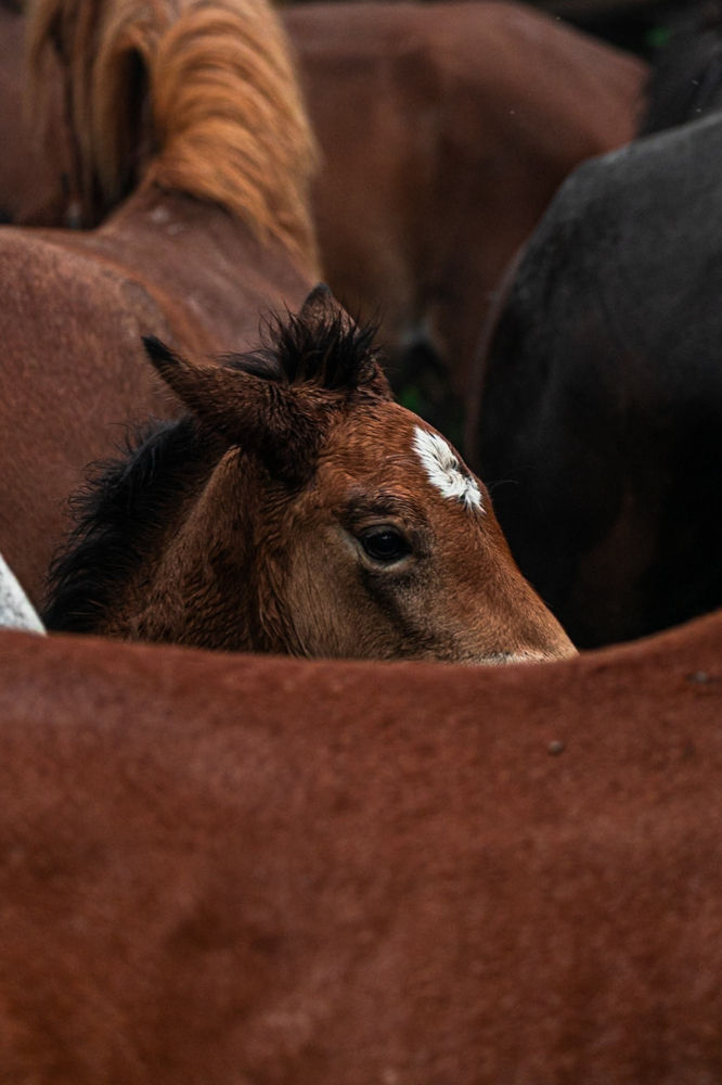 Potro salvaje en la rapa das bestas.