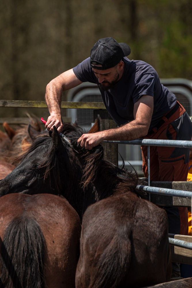 Besteiro cortando la crin a un caballo.