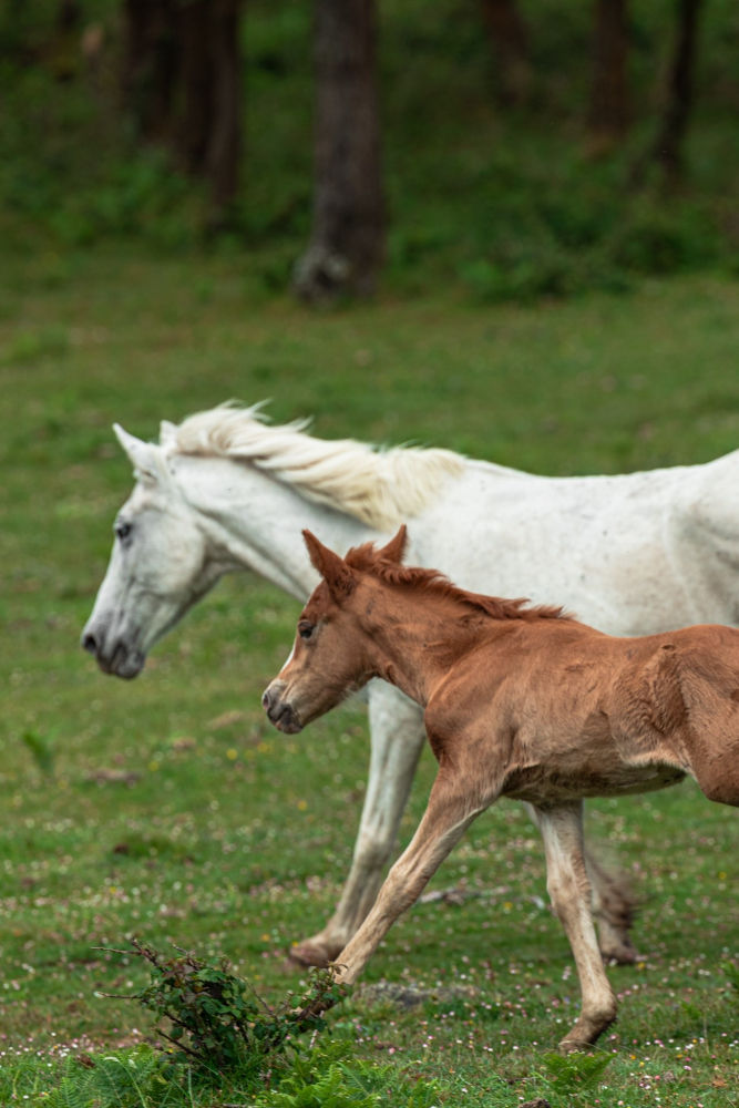 Caballo y potro salvajes galopando.