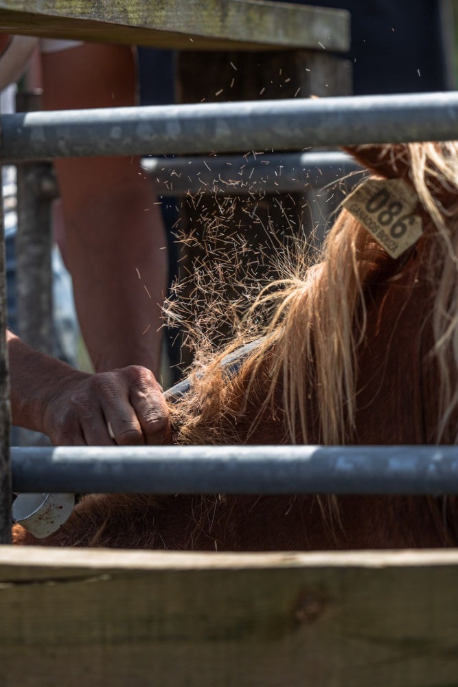 Ganadero cortando la crin de un caballo.