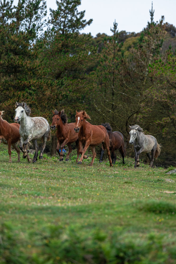 Bandada de caballos salvajes.