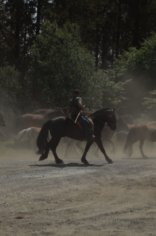 Besteiro dirige al ganado