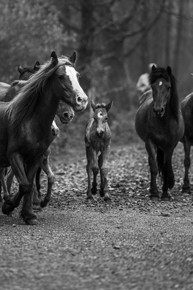 Caballos y potros salvajes en libertad.