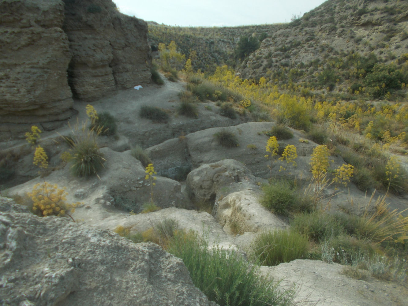 Cortados de El Piul.