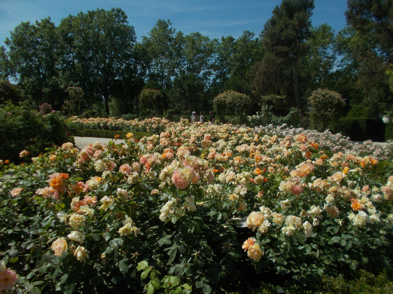 Rosaleda de El Retiro.