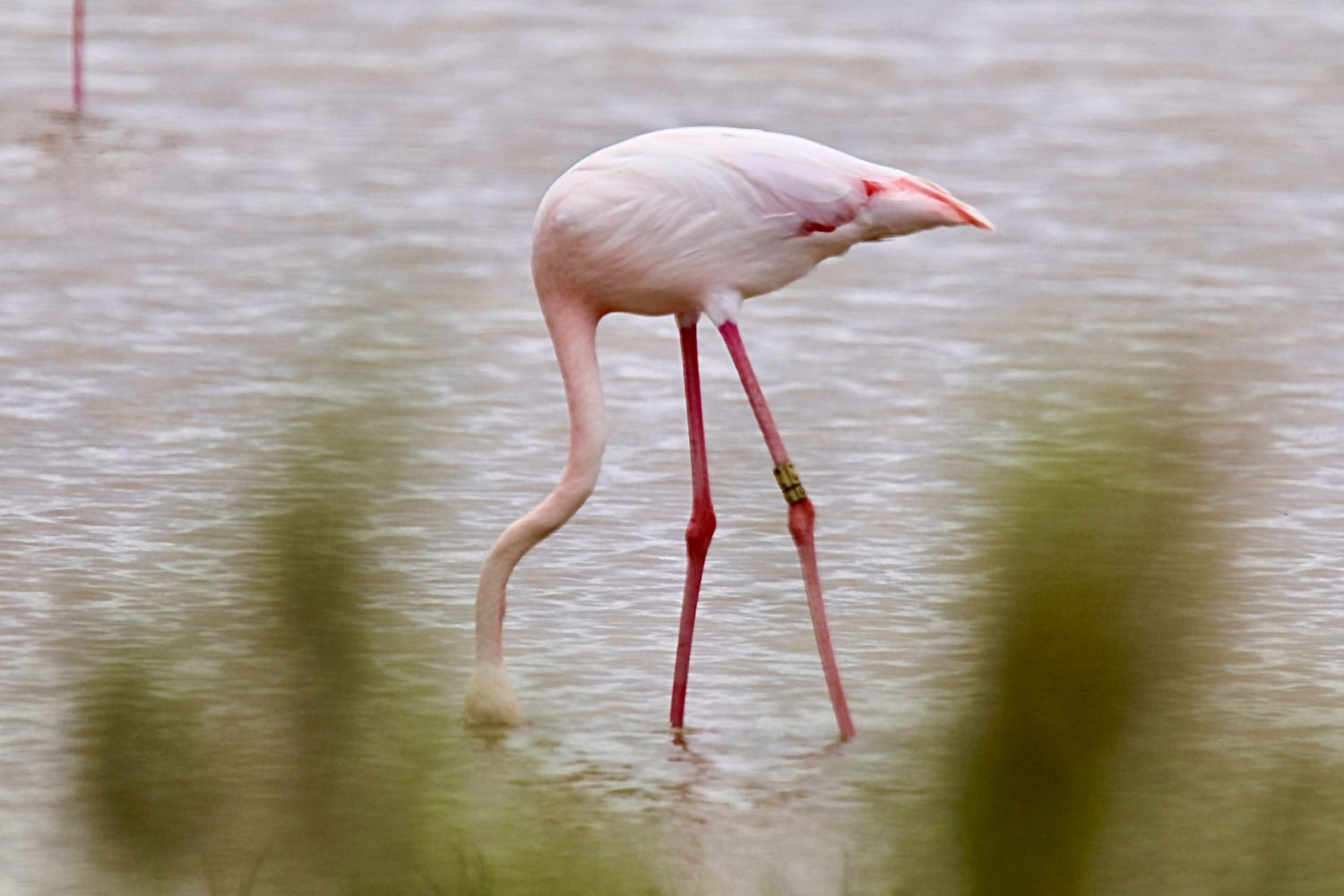 Flamenco sumerge la cabeza bajo el agua