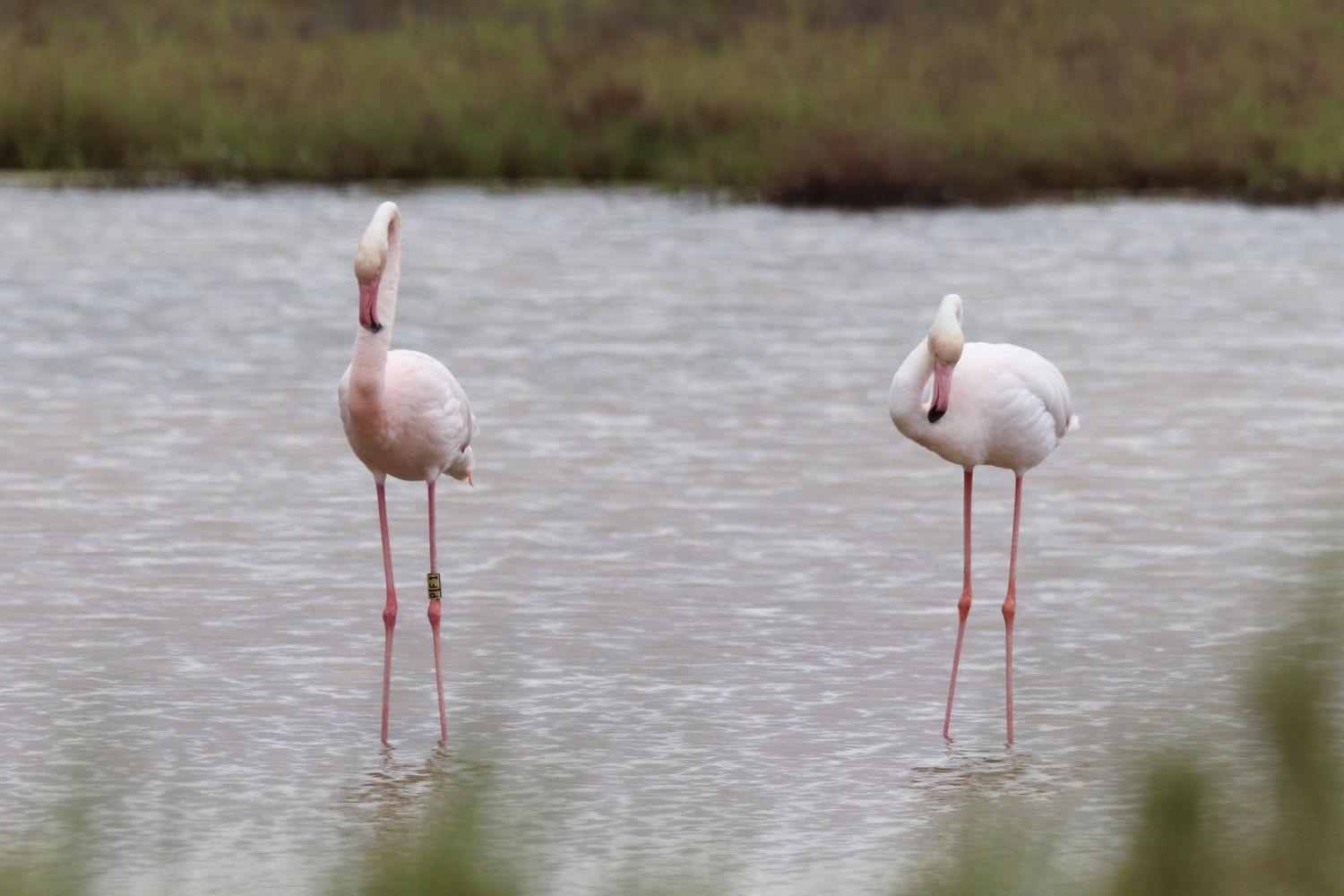 Dos flamencos en el Delta del Ebro.