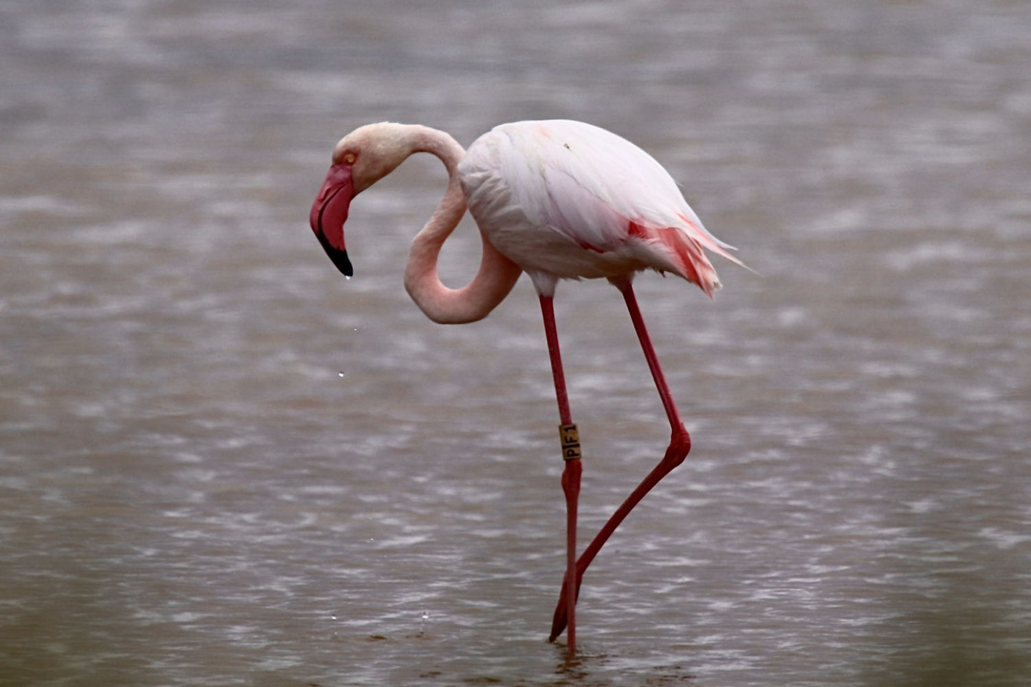 Flamenco con patas sumergidas en el agua del Ebro.