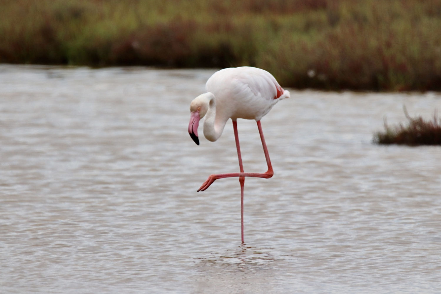 Flamenco con patas dobladas.