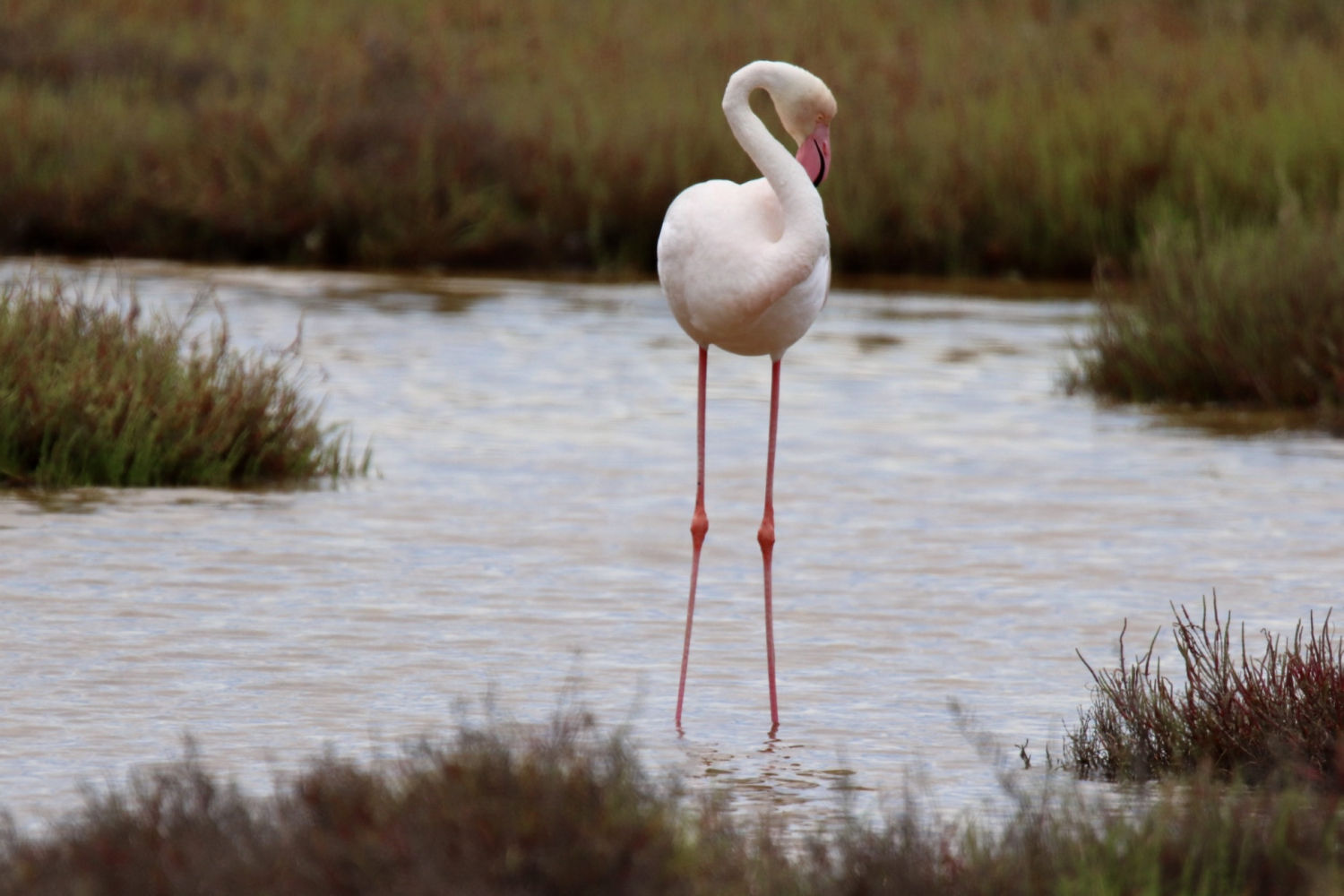 Flamenco erguido sobre salina.