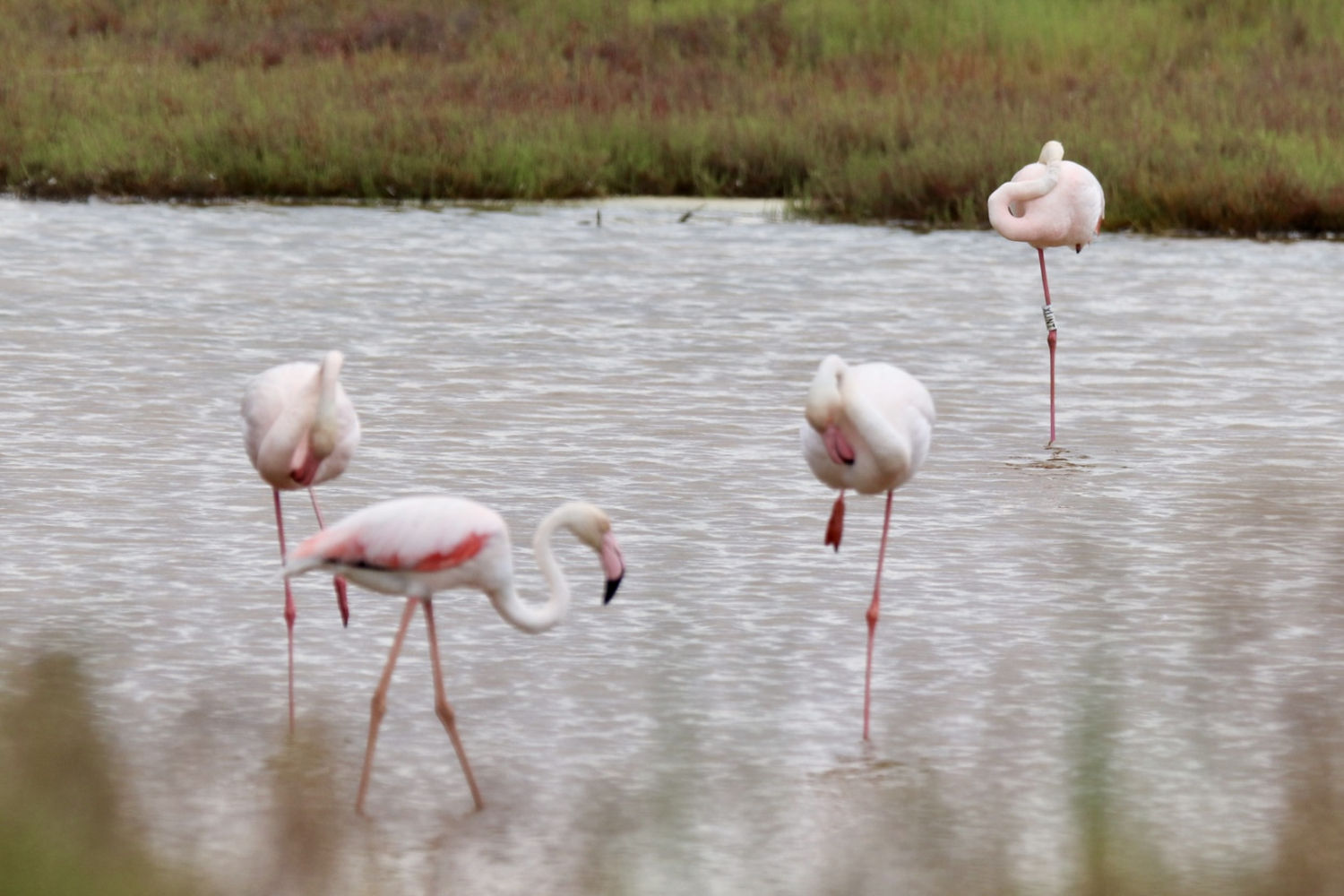 Bandada de flamencos en el Delta del Ebro.