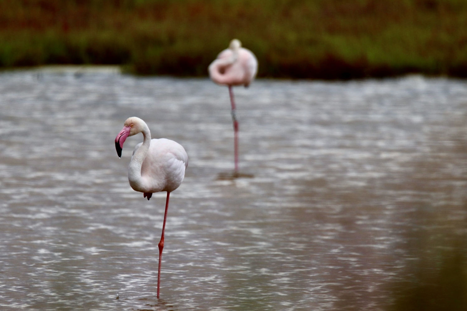 Flamenco sobre una pata.