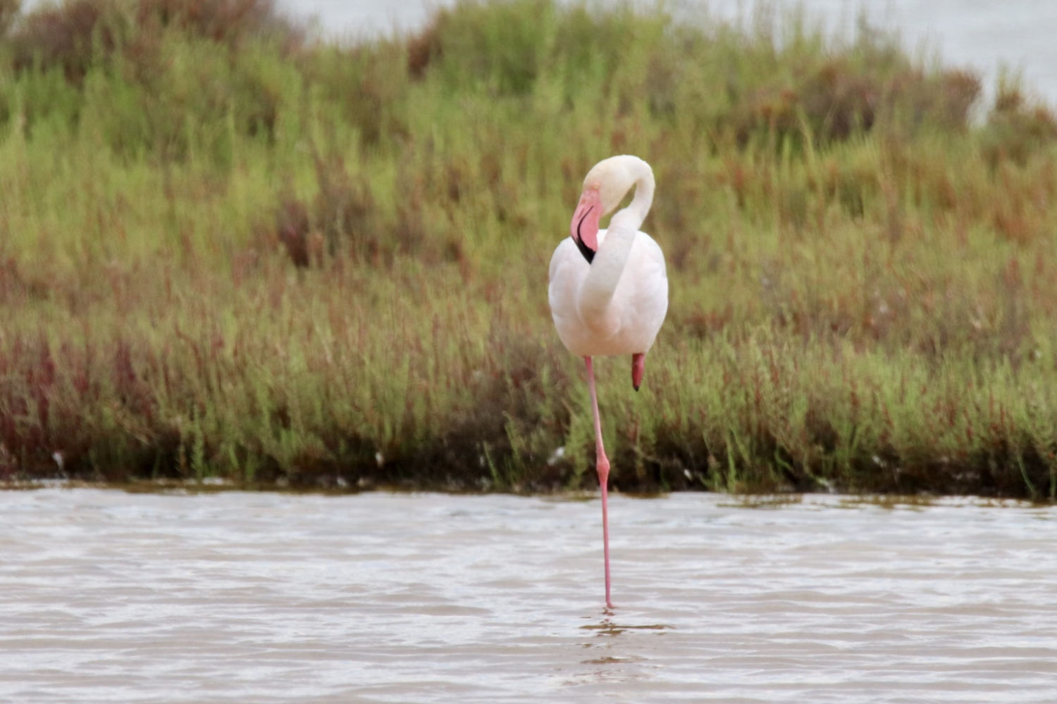 Flamenco descansando sobre las aguas del Ebro.