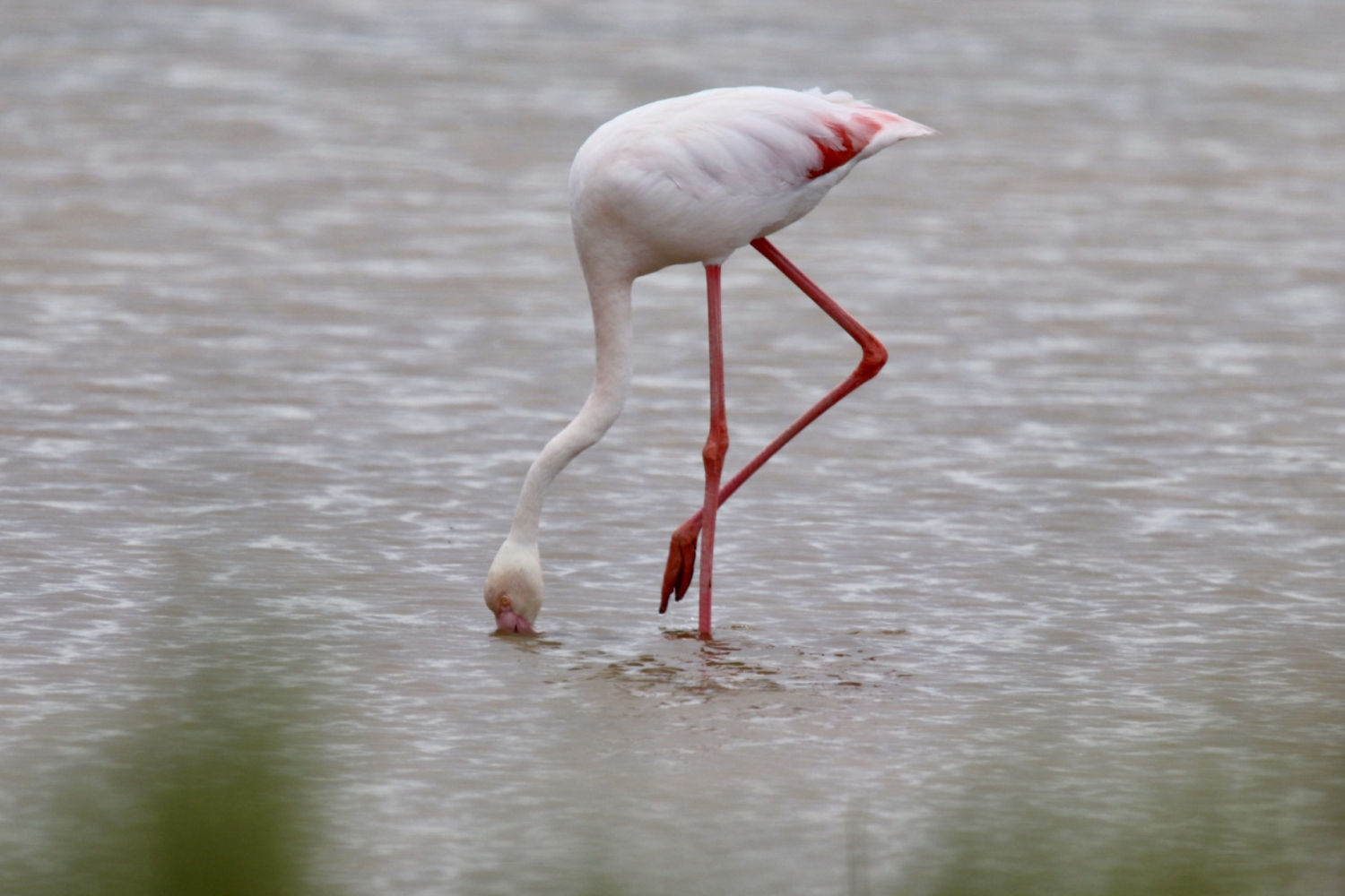 Flamenco blanco buscando comida en el Ebro