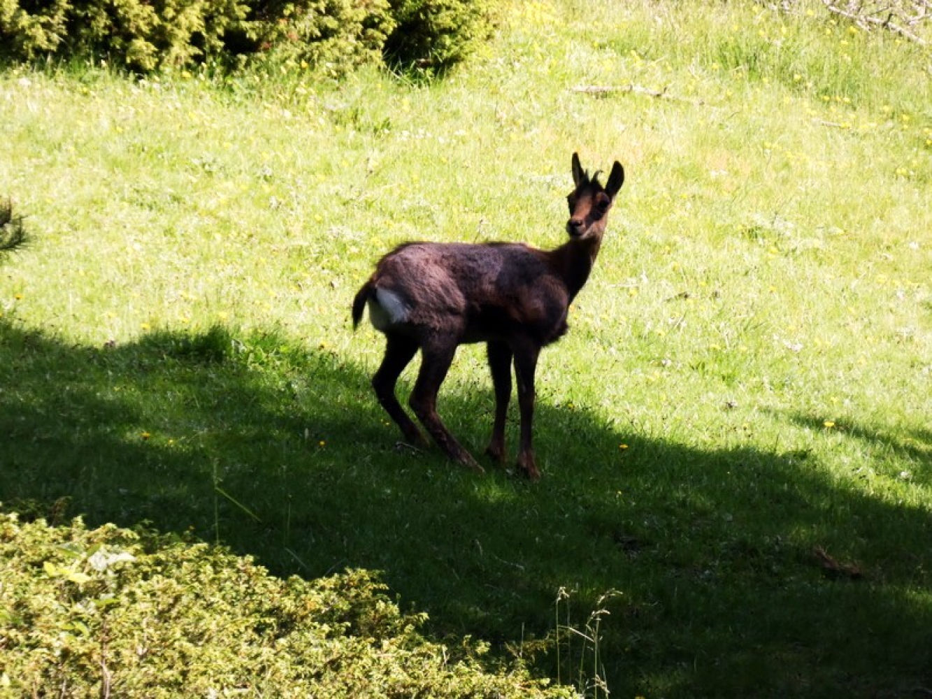Corzo sorprendido por los excursionistas.