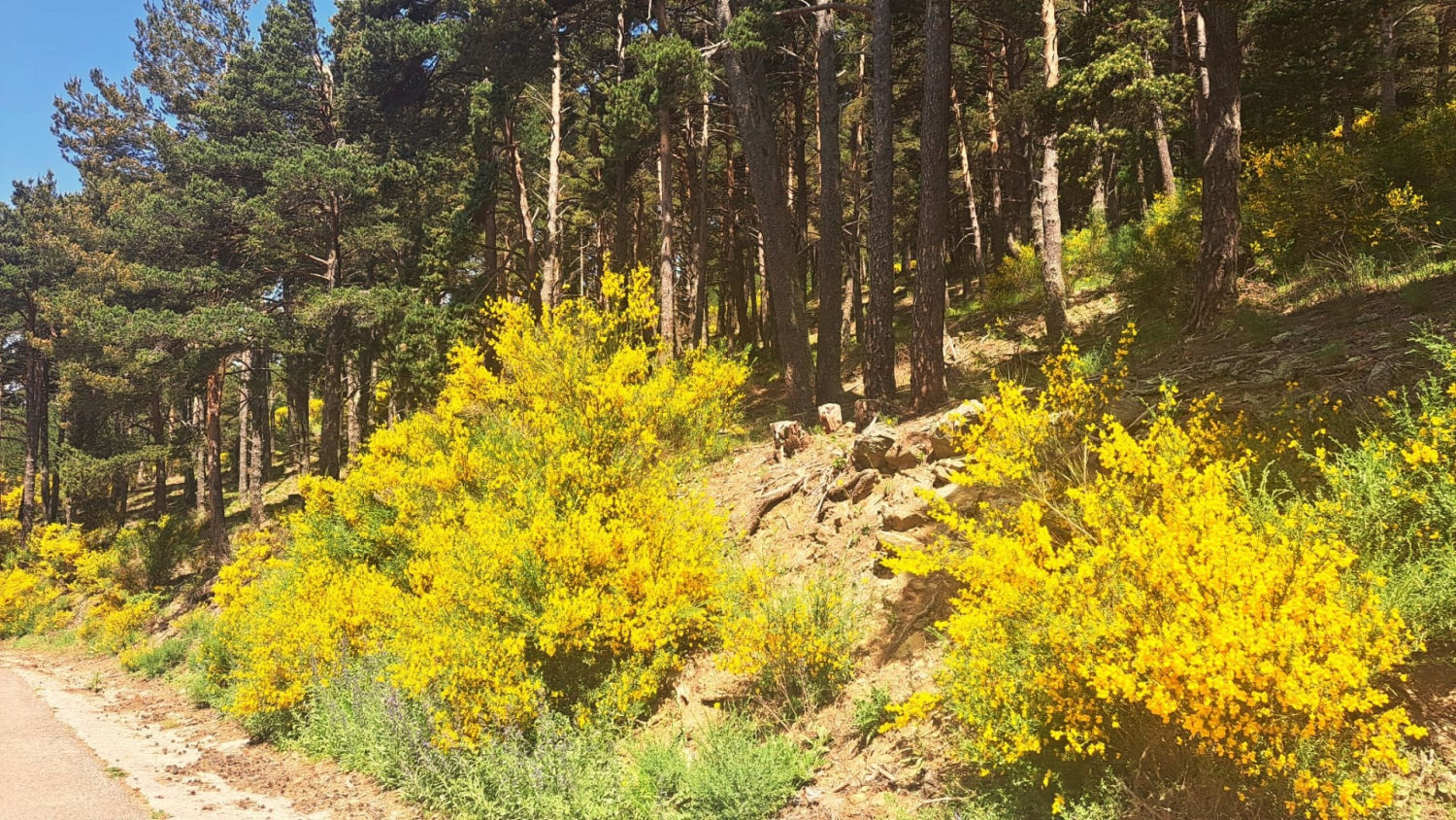 Camino junto al bosque.