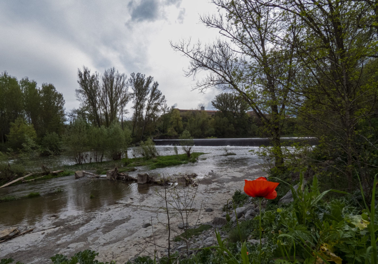 Amapola junto al Ter.