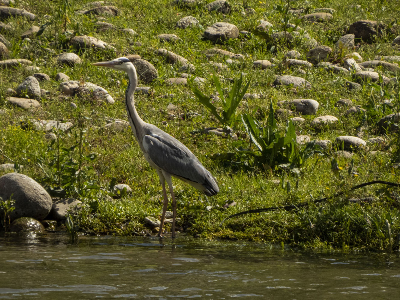 La garza real a la orilla del Ter.