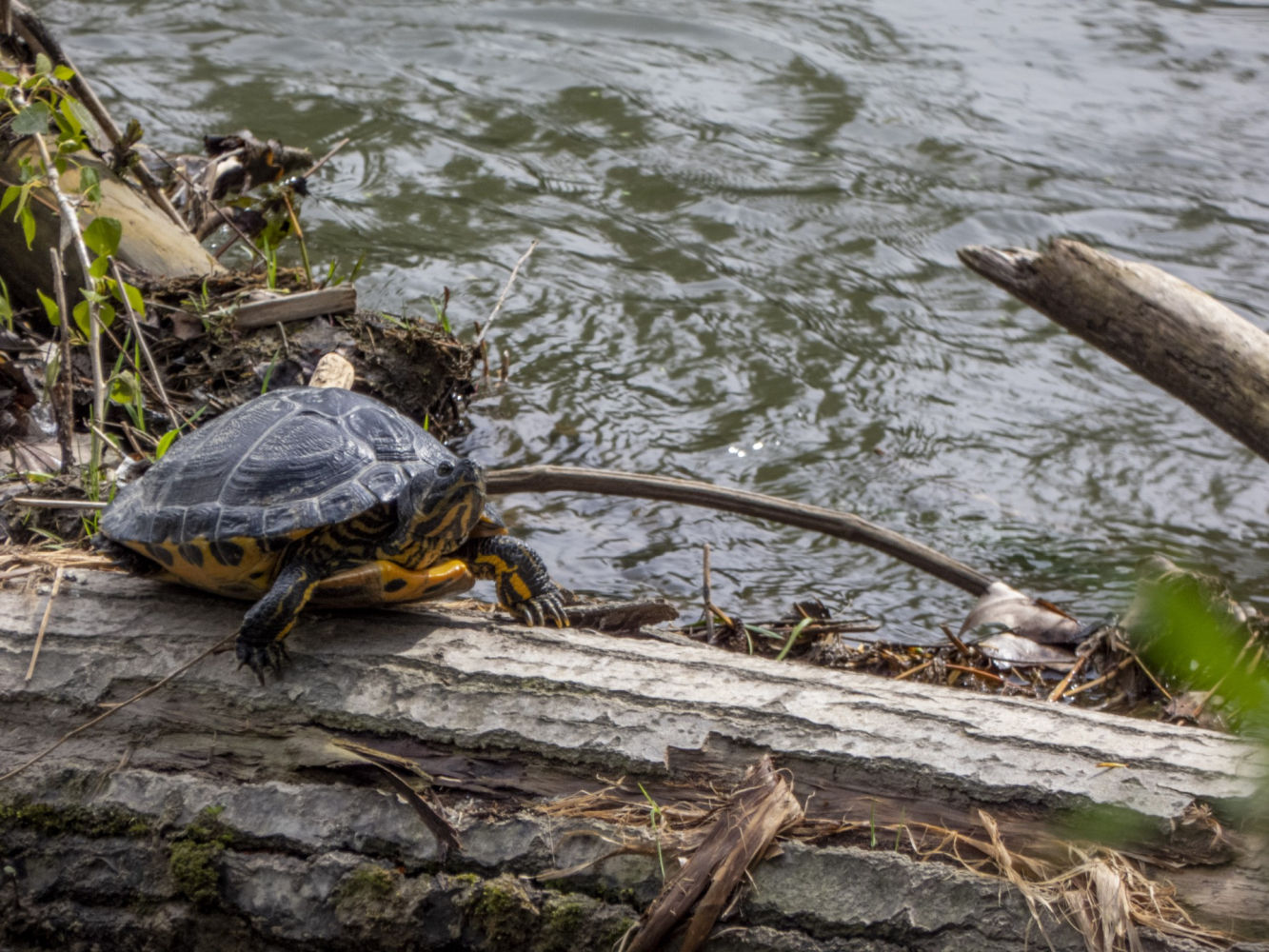 Tortuga en un tronco junto a las aguas del Ter.