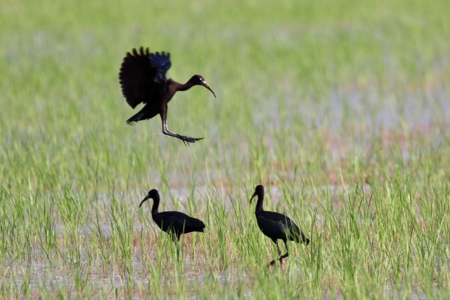 El morito común en los arrozales de Pals.