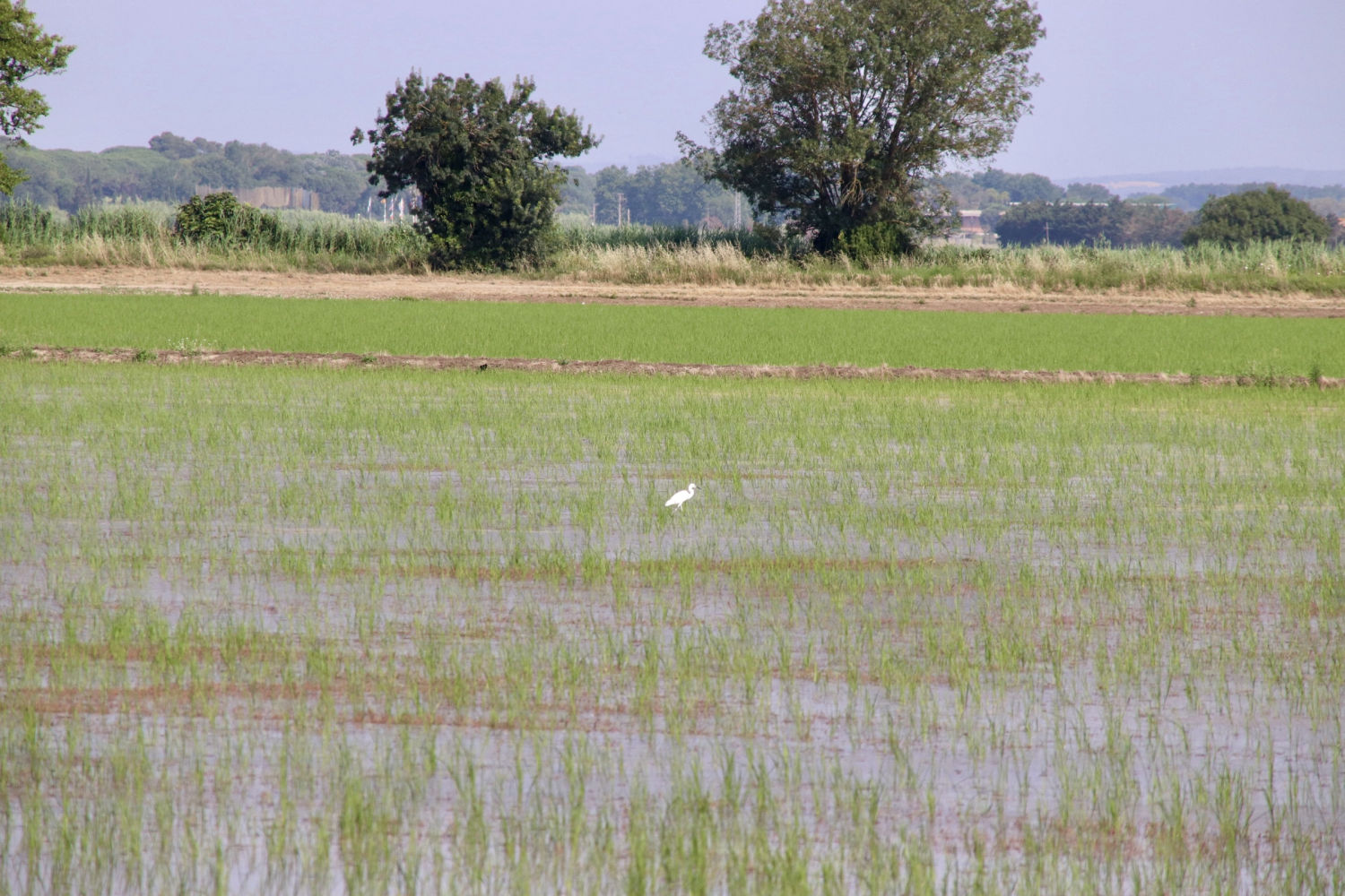 la garceta en medio del arrozal, en Pals.