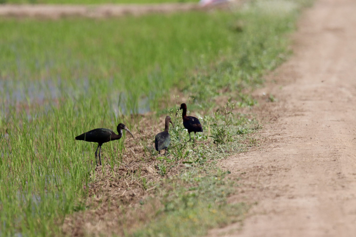 El morito común, junto al camino.