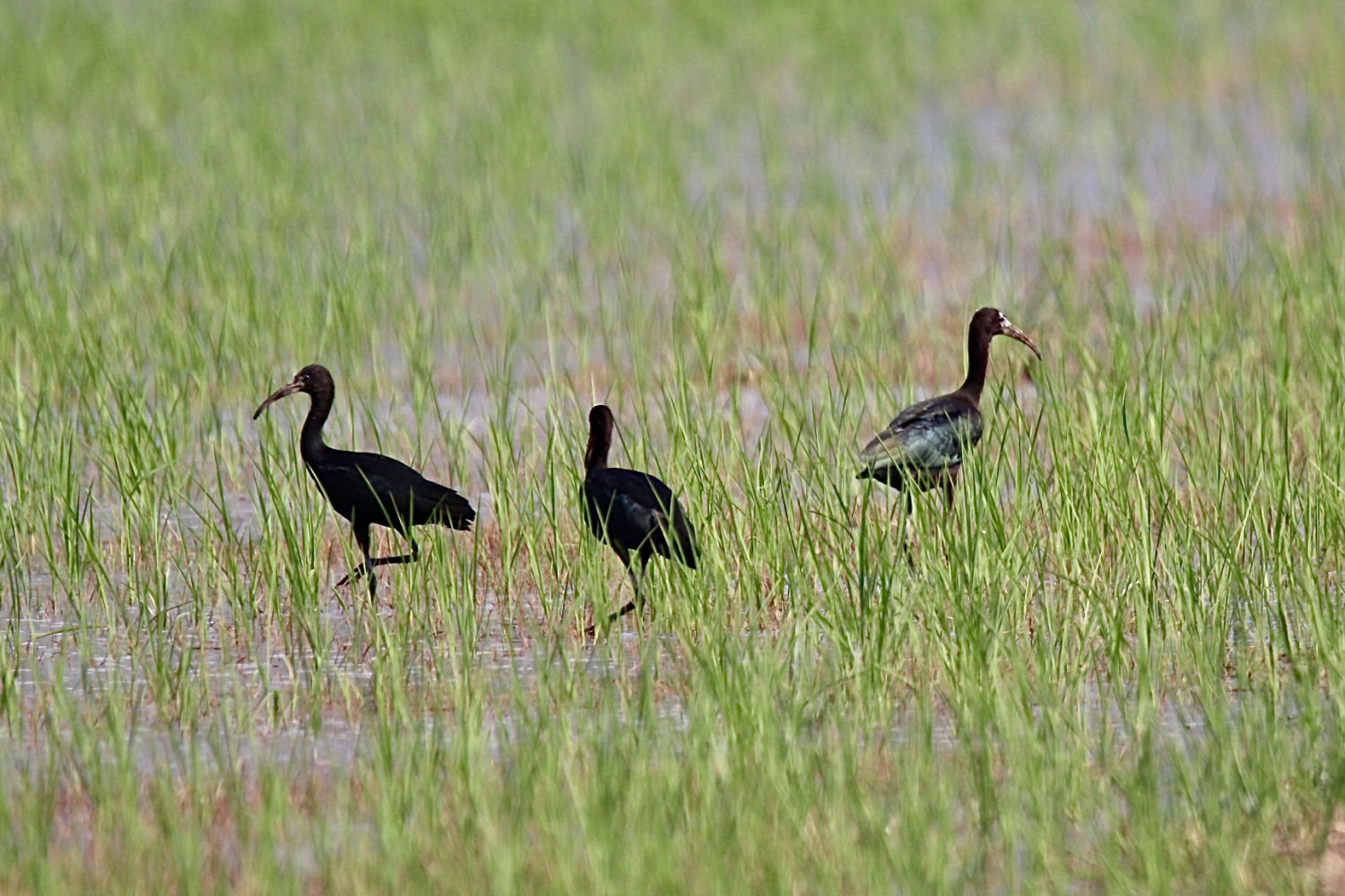 Los arrozales de Pals atraen a las aves.
