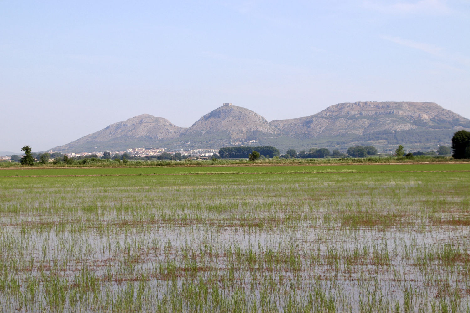 Arrozales de Pals con el Montgrí de fondo.
