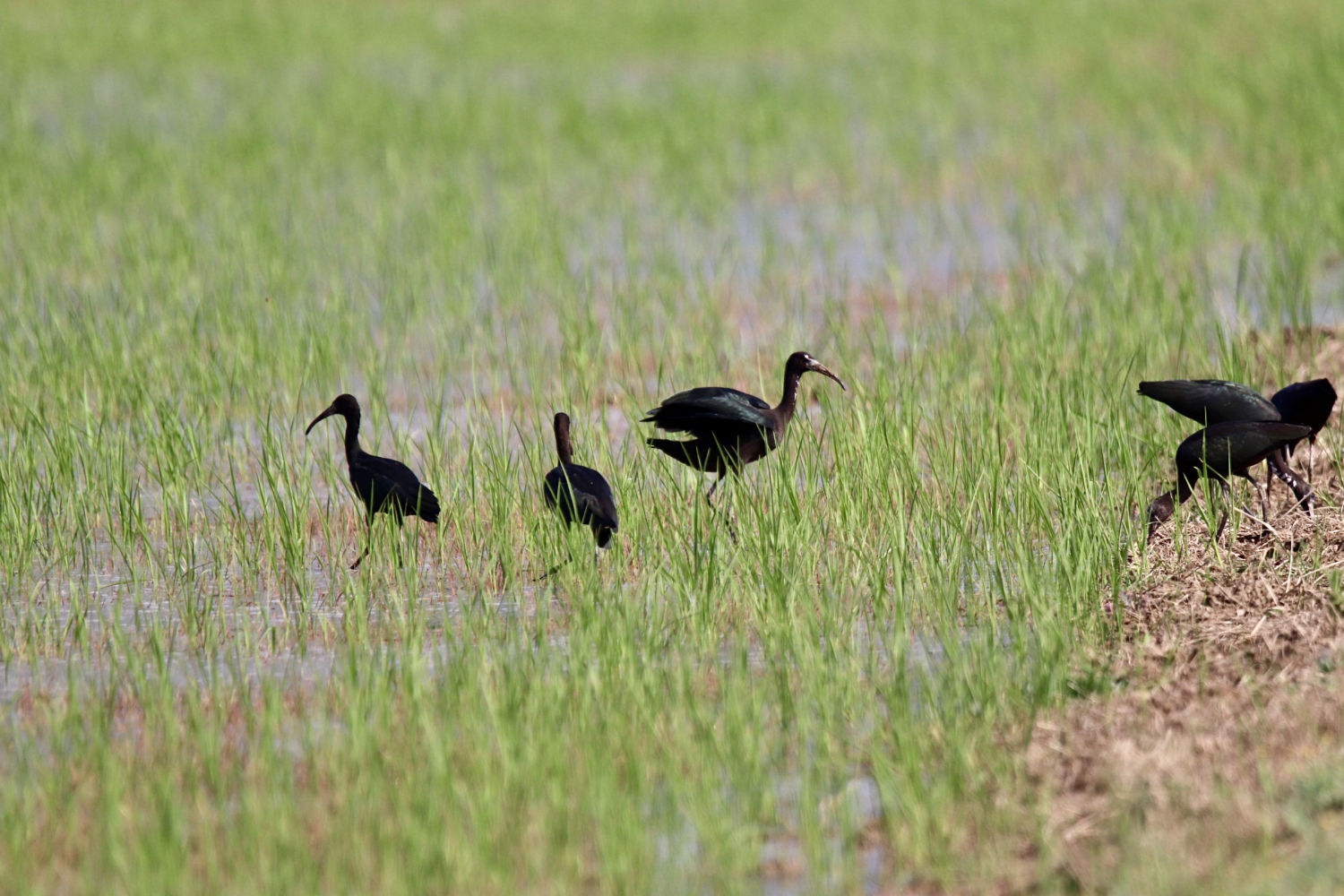 Concentración de aves en los arrozales de Pals.