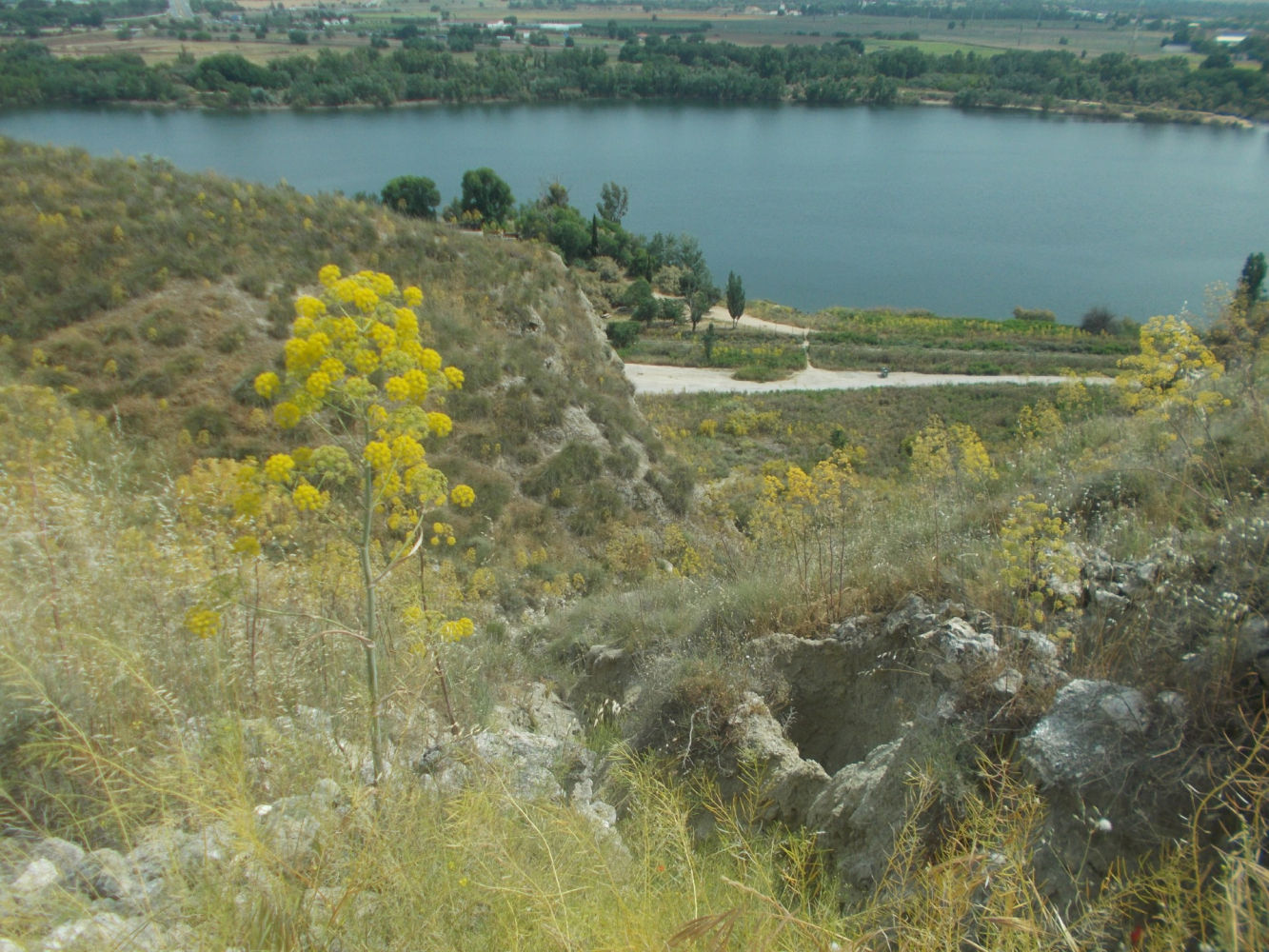 Vegetación de la laguna del Campillo.