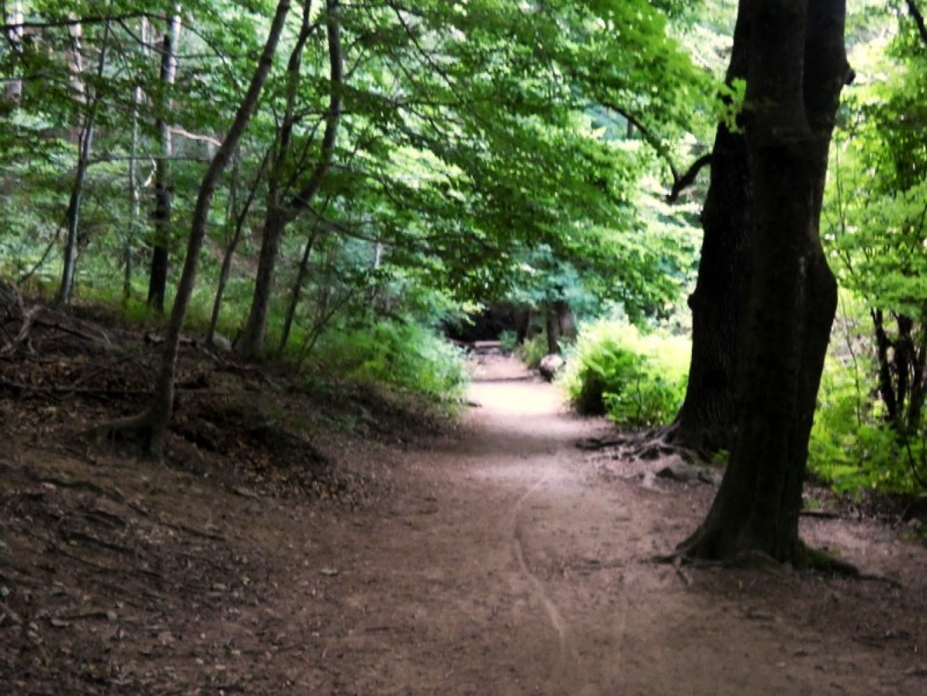Camino a la sombra de los árboles.