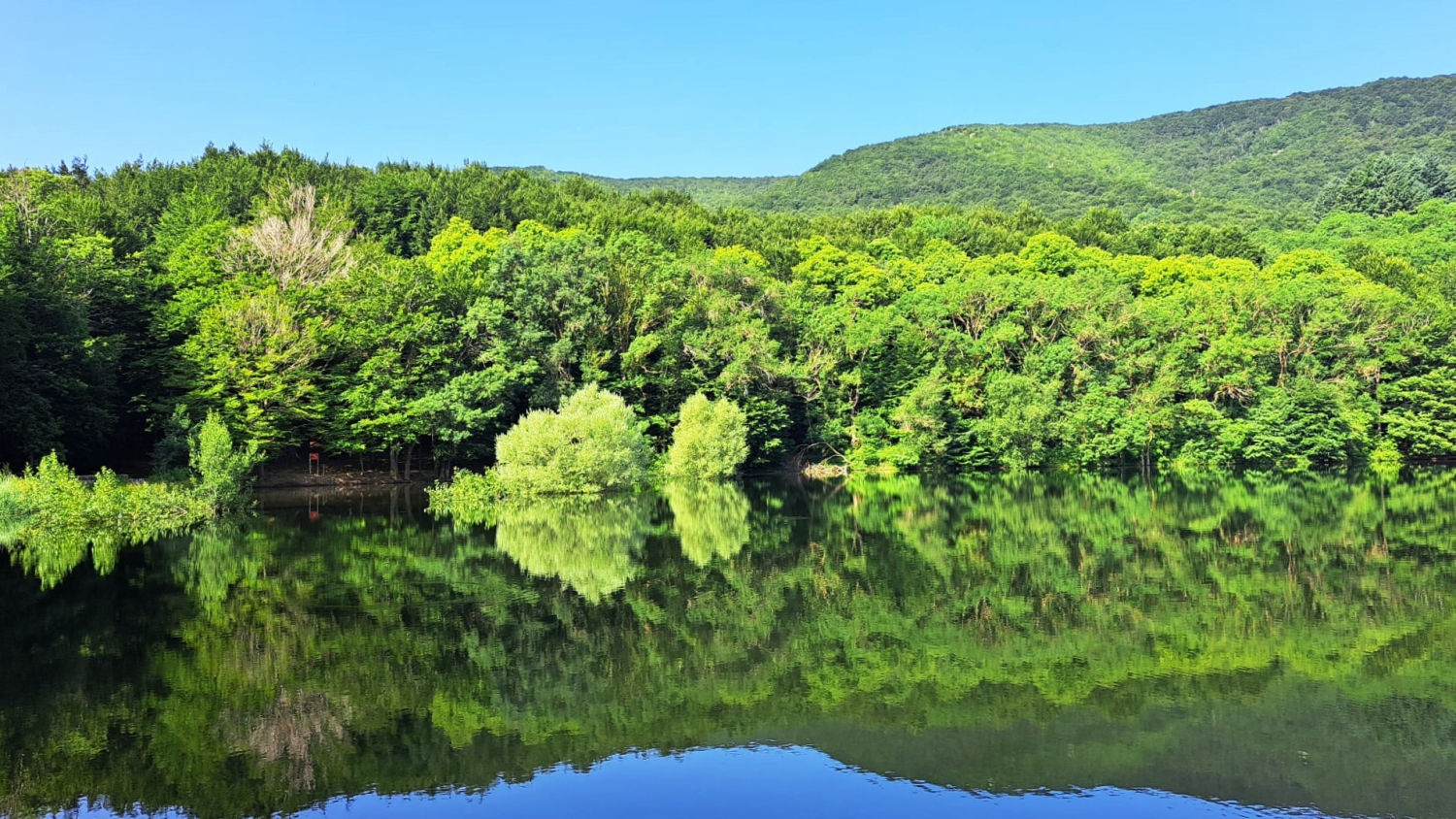 Frondosidad verde en Santa Fe del Montseny.
