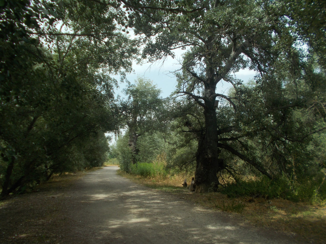 Una de las sendas del Soto de las Juntas.