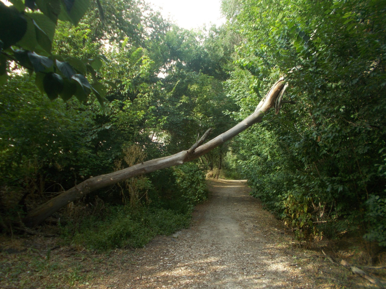 Otra senda del parque.