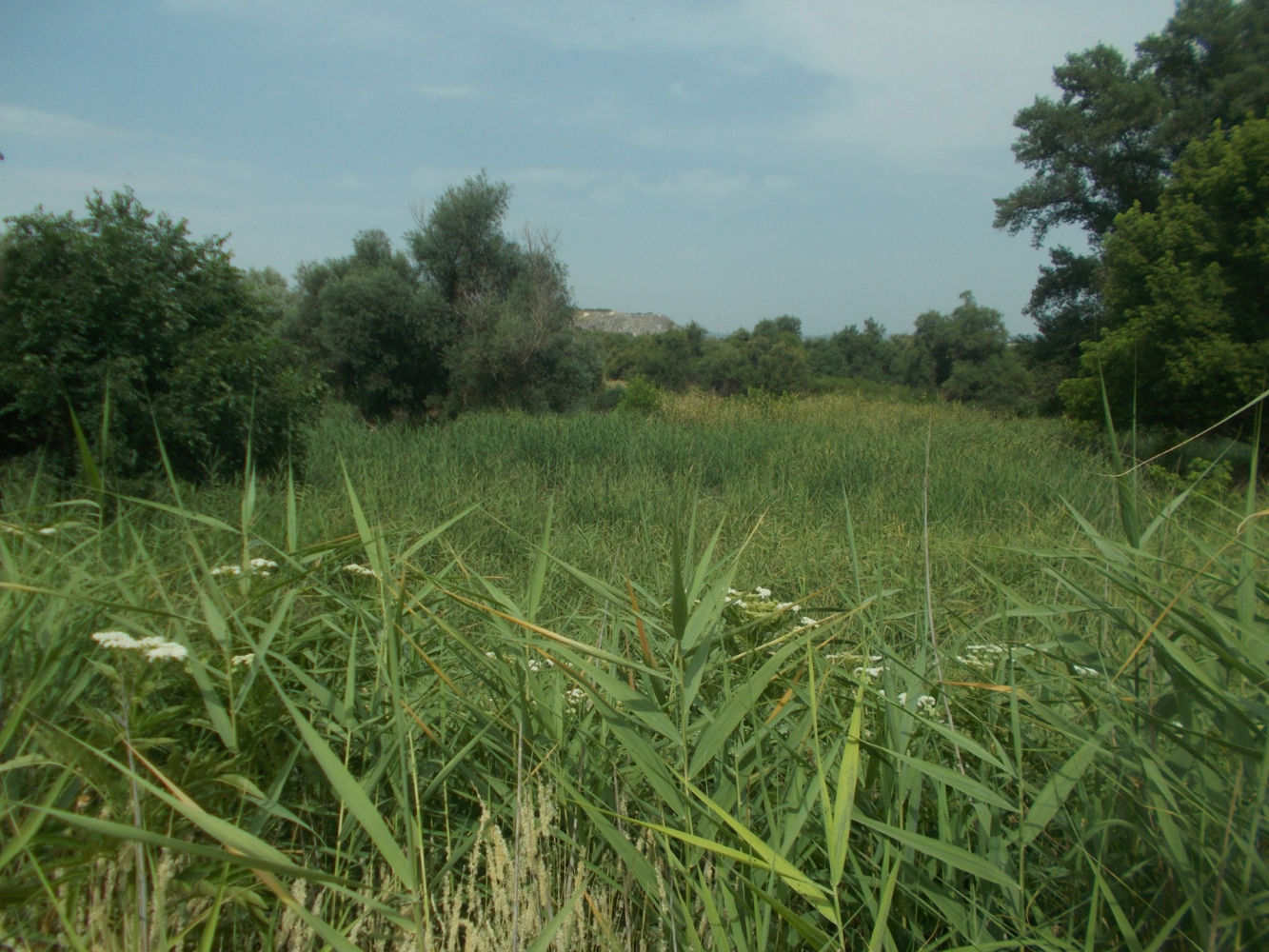 Cañaverales dentro del soto.