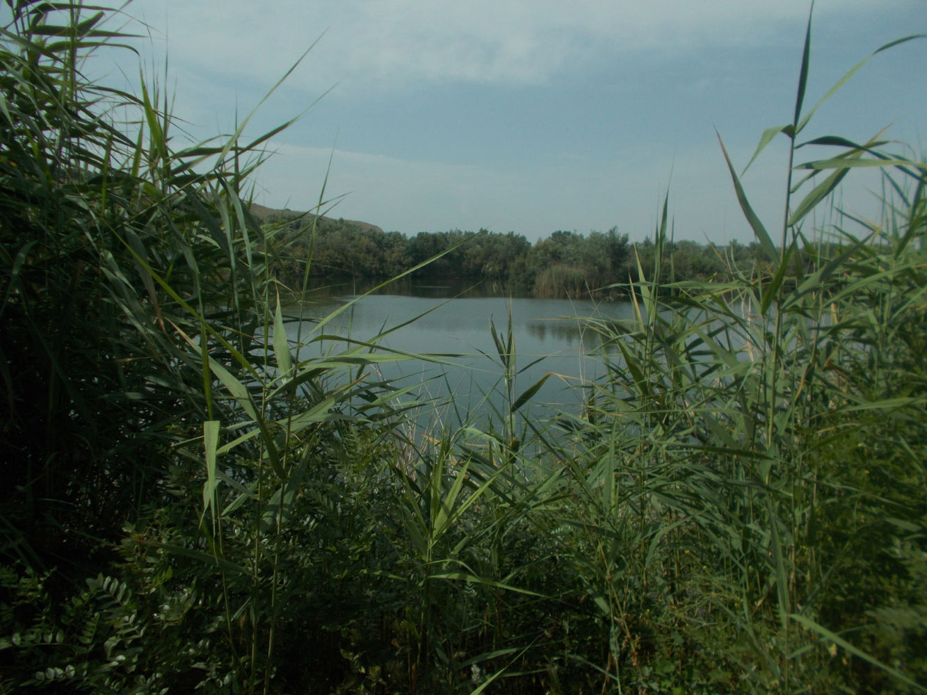 Otra perspectiva de la Laguna del Soto de las Juntas.