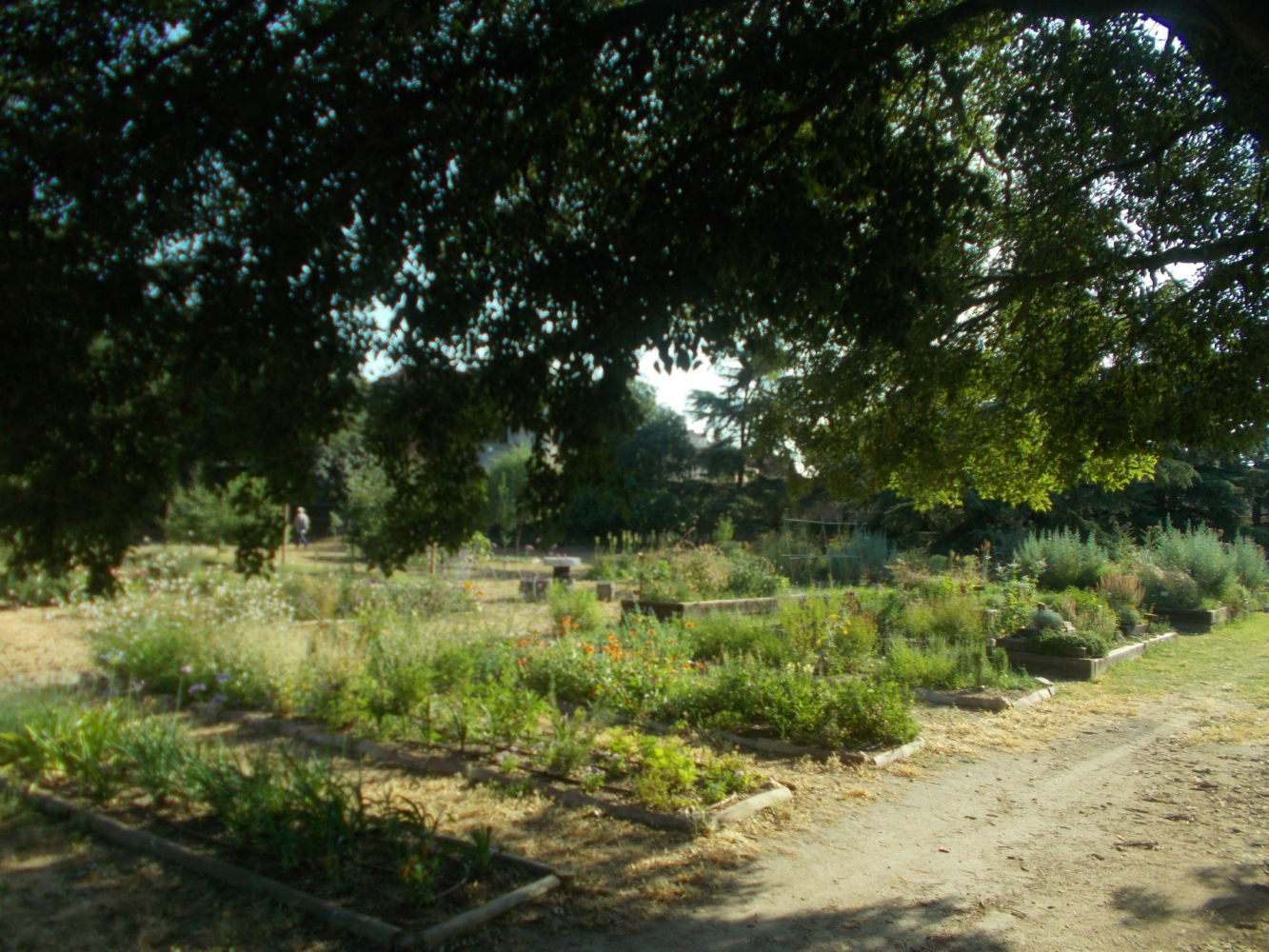 La huerta educativa.
