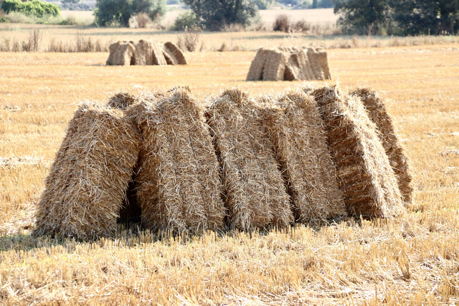 Fardos rectangulares.
