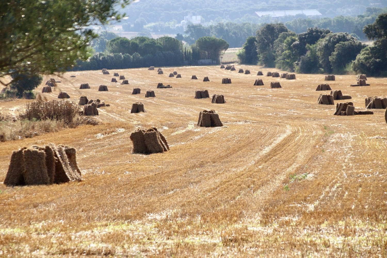 El campo segado de Torrent.