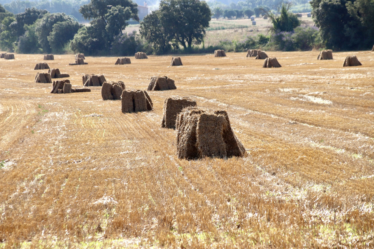 Fardos diseminados por el campo.