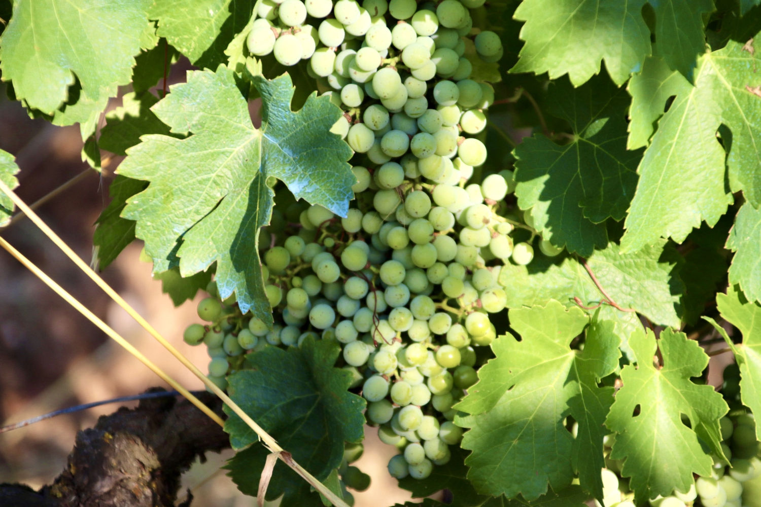 Detalle de la uva en plena evolución.