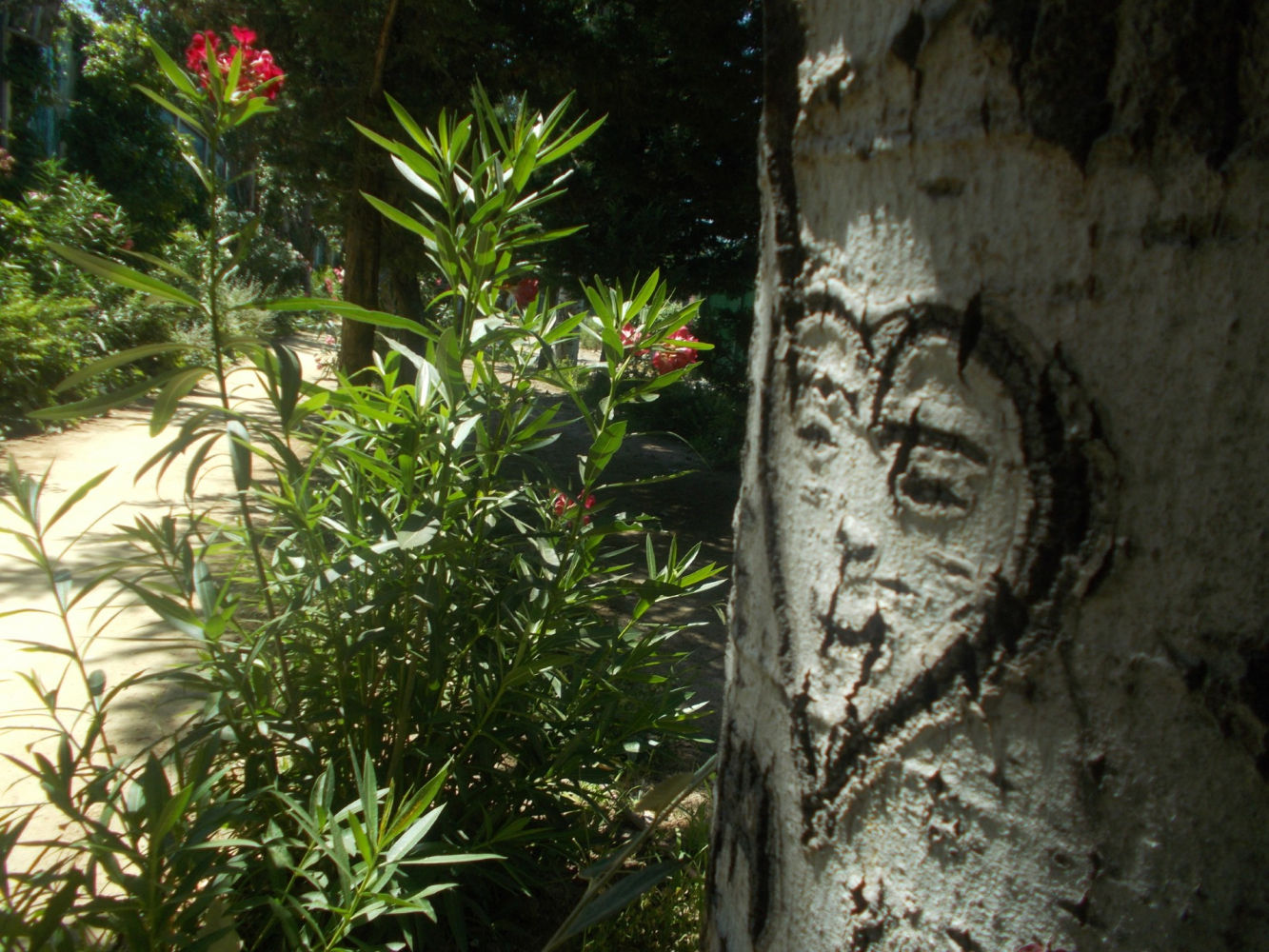 Corazón de enamorados en un tronco del parque Breogán.
