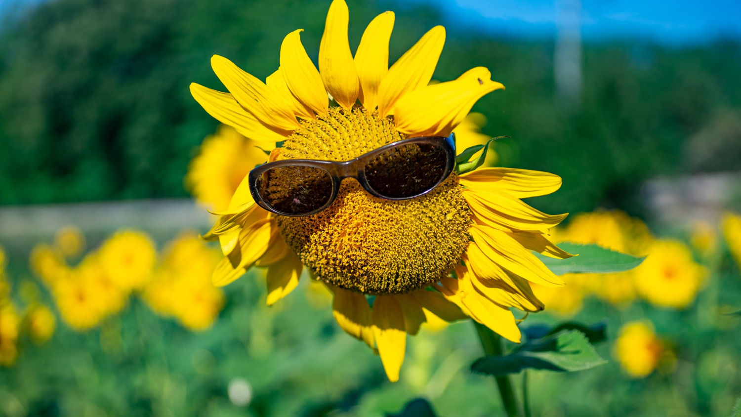 Girasol con gafas de sol, en Manlleu.