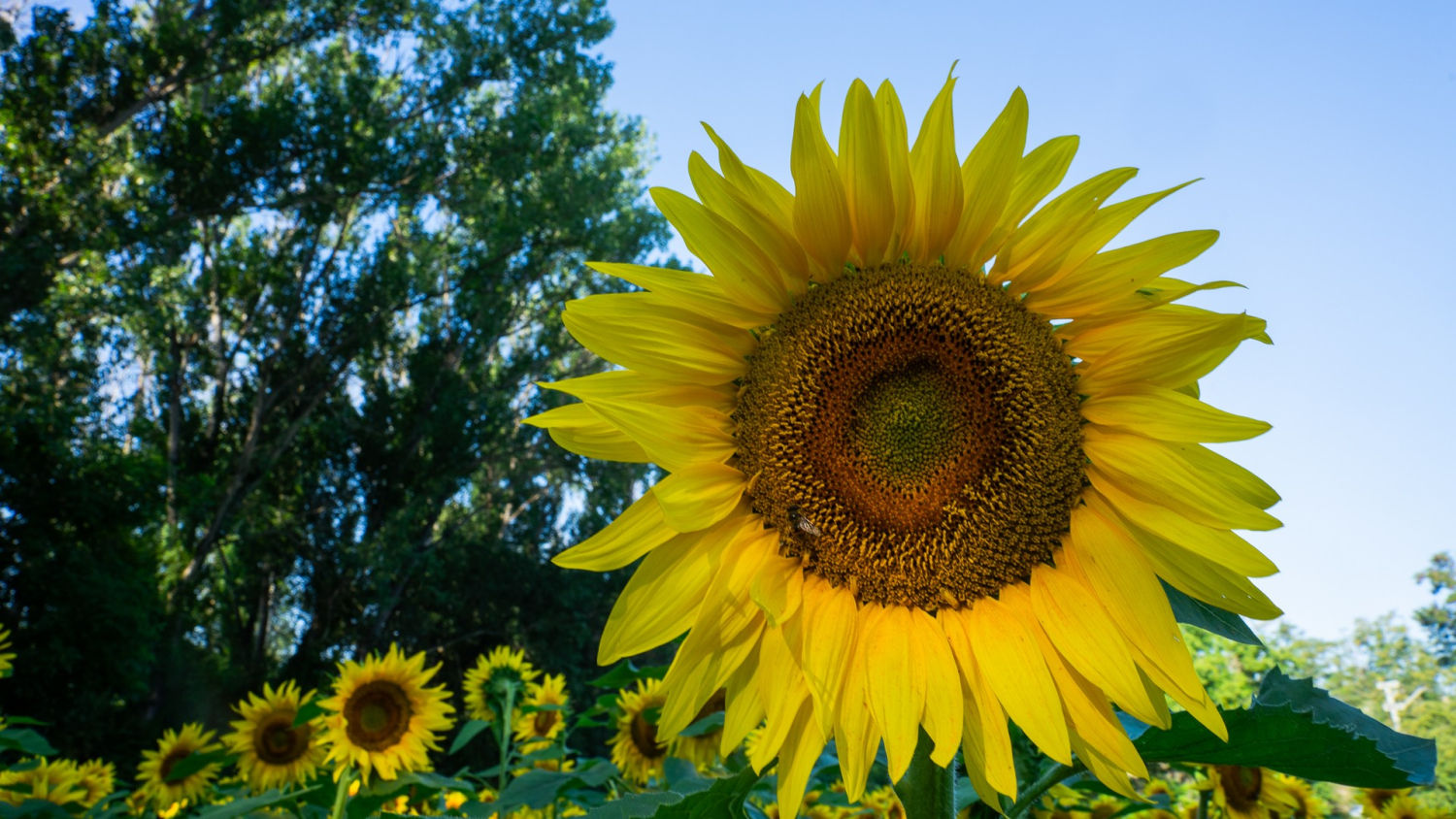 Girasoles en Manlleu.
