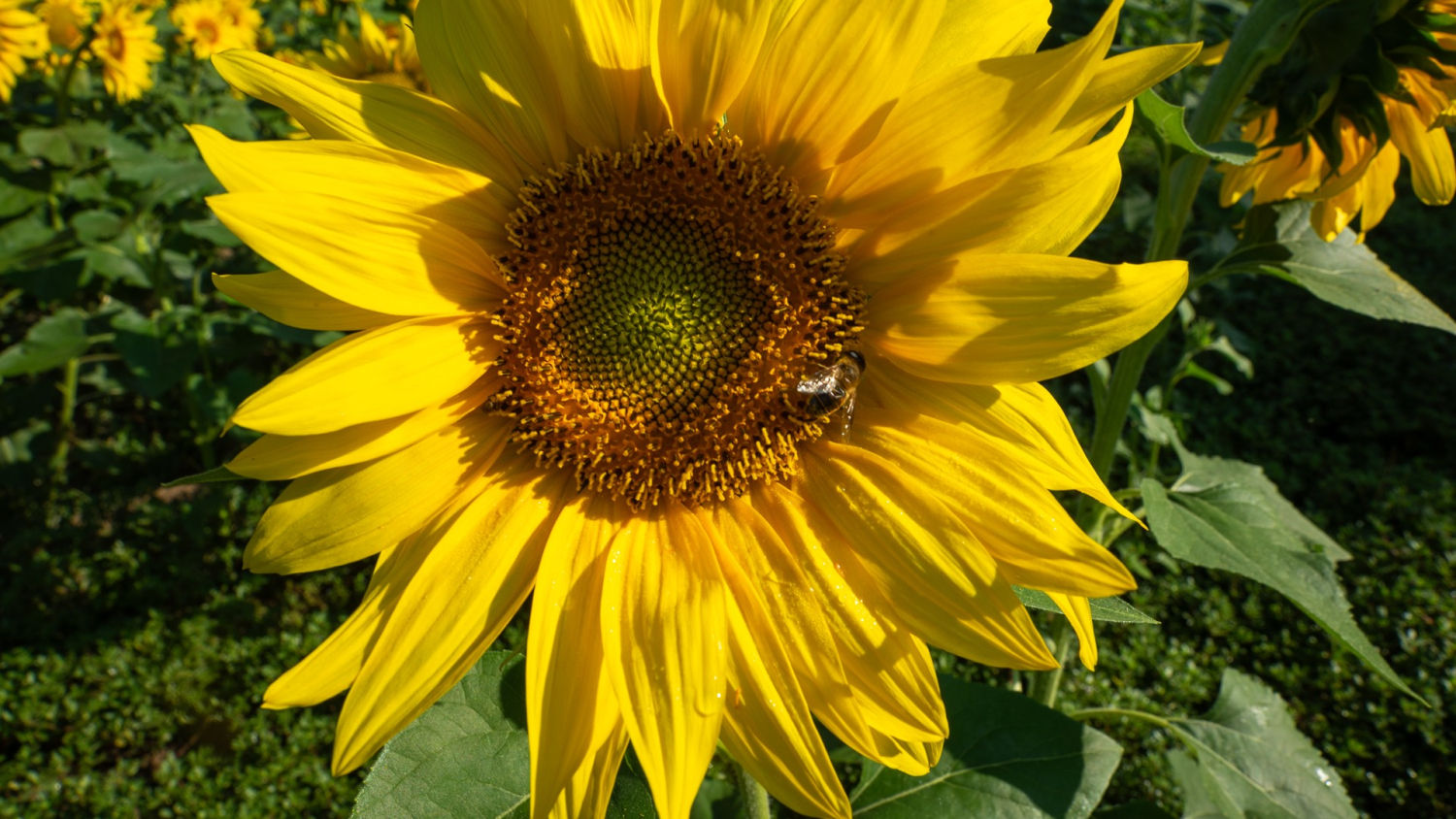 Girasol bien abierto.