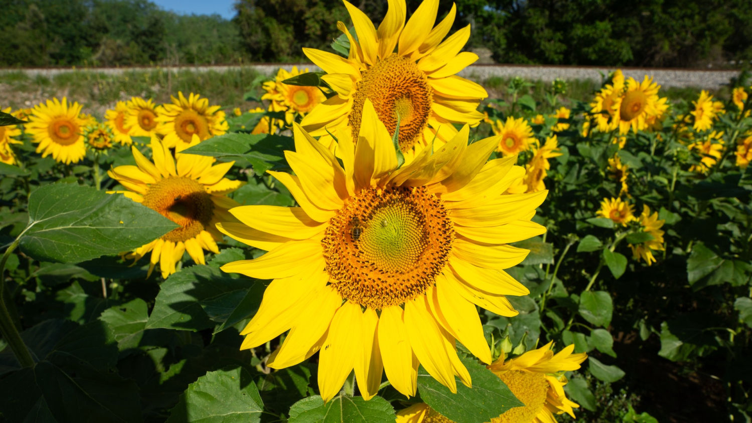Campo de girasoles.